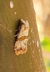 Phalonidia contractana