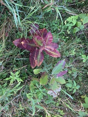 Asclepias syriaca