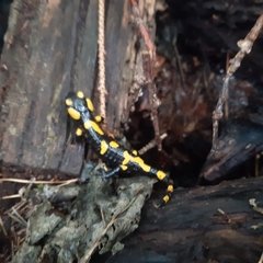 Salamandra salamandra