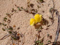 Nanorrhinum heterophyllum