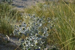 Eryngium maritimum