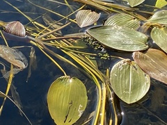 Potamogeton natans