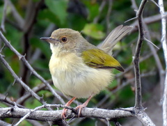 Camaroptera brachyura intercalata