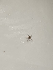 Parasteatoda tepidariorum