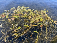 Potamogeton natans