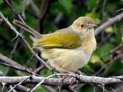 Camaroptera brachyura intercalata