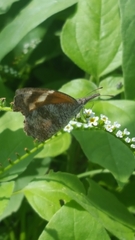 Libytheana carinenta mexicana