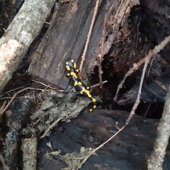Salamandra salamandra