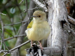 Camaroptera brachyura intercalata