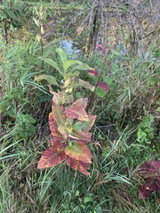 Asclepias syriaca