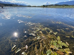 Potamogeton natans