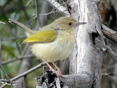Camaroptera brachyura intercalata