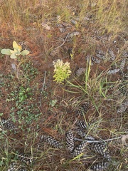 Pseudognaphalium