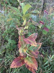 Asclepias syriaca