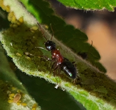 Myrmentoma