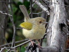 Camaroptera brachyura intercalata