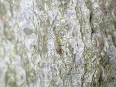 Entomobryoidea