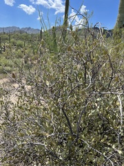 Simmondsia chinensis
