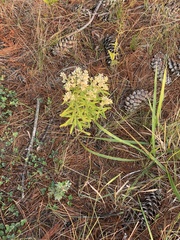 Pseudognaphalium
