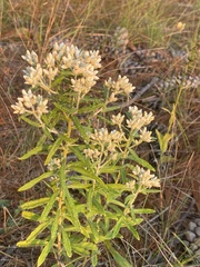 Pseudognaphalium