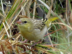Ploceus velatus caurinus