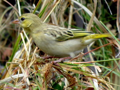 Ploceus velatus caurinus