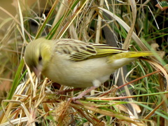 Ploceus velatus caurinus