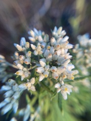 Pseudognaphalium