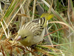 Ploceus velatus caurinus
