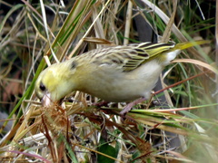 Ploceus velatus caurinus
