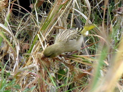 Ploceus velatus caurinus