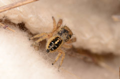 Phidippus texanus