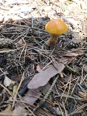 Suillus grevillei
