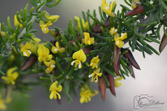 Aspalathus subtingens