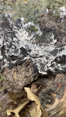 Kretzschmaria deusta