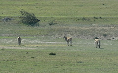Tragelaphus oryx oryx