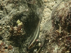 Thalassoma amblycephalus