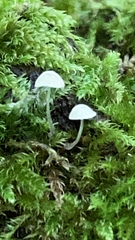 Hemimycena
