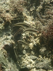 Thalassoma amblycephalus