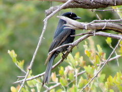 Dicrurus adsimilis apivorus