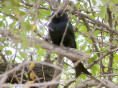 Dicrurus adsimilis apivorus