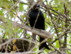 Dicrurus adsimilis apivorus