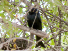 Dicrurus adsimilis apivorus