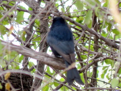 Dicrurus adsimilis apivorus