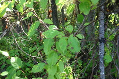 Schisandra chinensis