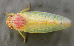 Gyponana octolineata