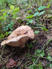 Russulaceae