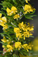 Aspalathus subtingens