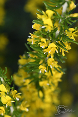 Aspalathus subtingens