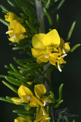 Aspalathus subtingens